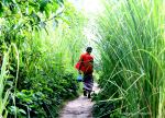 Path Through The Nature