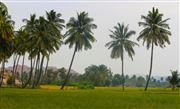 Rice Farm With Coconut Tree
