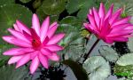 Pink Lotus