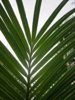 Cool Green