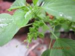 Ever Green