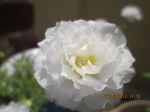White Beauty
