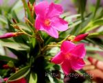 Blossming Flowers