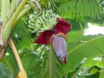 African Banana Tree