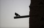Bird On Tower