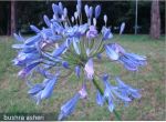 Nice Flower
