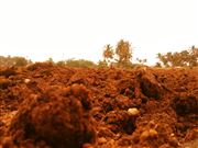 Agriculture