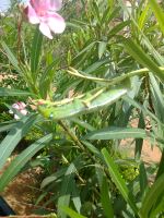 Caterpillar