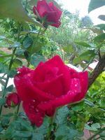 Real Rose