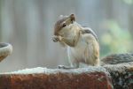 Breakfast Of The Squirrel
