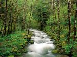 Stream In The Forest