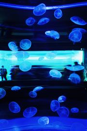 Jellyfish In Aquarium