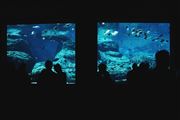 People Watching Sea Life In Aquarium