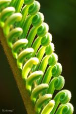 Patterns In Nature