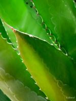 Thorny Beauty