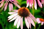 Bee In Flowers