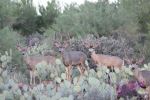 Buck Fever 