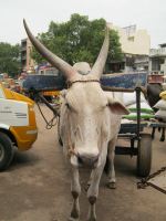 The Cow Car