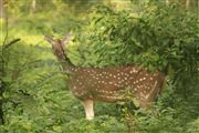 The Beauty Of Gorumara Sanctuary