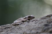 The Oh So Mysterious Frog