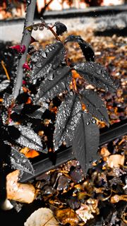  black Flower 