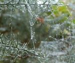 Spiders Web