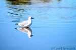 Gull Reflection