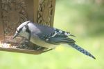 Bird Taking  Some Time To Eat