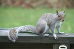 Squirrel Saying Hi