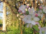Apple Blossoms