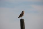 Burrowing Owl 