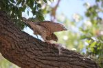 Coopers Hawk