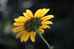 Facing The Sun