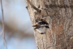 Female Downy