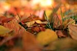 Leaves
