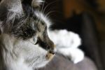 Profile Of A Cat
