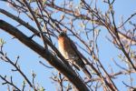Robin In The Morning