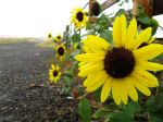 Suflower Path