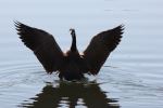 Sunlit Goose