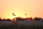 The Morning Hunt