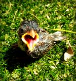 Hungry Bird