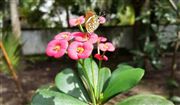 Butterfly On Flower