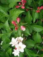 Opening Of Flower