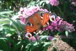 Peacock Butterfly