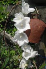 White Flowers