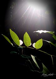 Light And Leaf