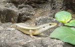 Skink Dont Distub Am On Hunt....