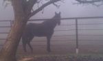 Horse Hollow 