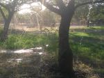 Walnut Waters