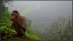 Monkey In Rain